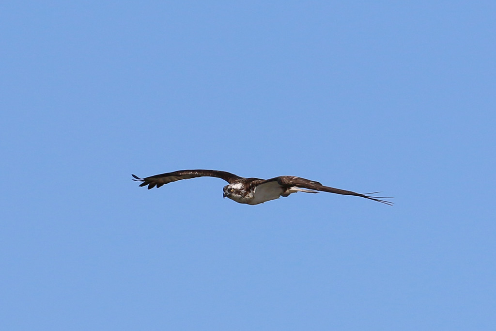 ミサゴのセーフ