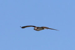 ミサゴのセーフ