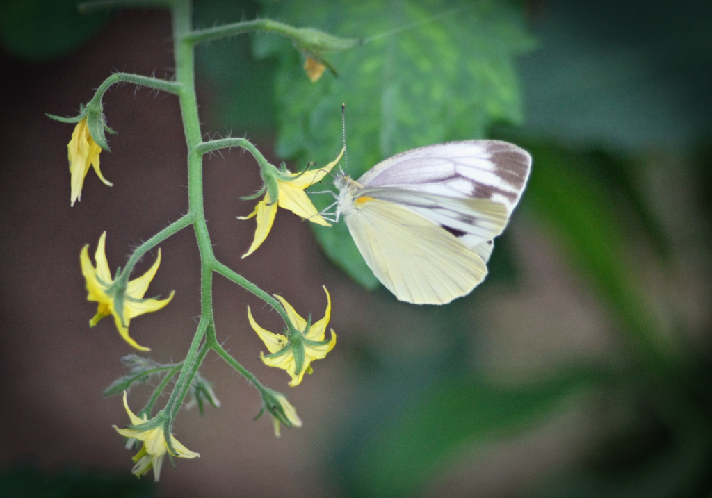 トマトの花も咲きました