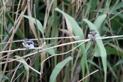 母ちゃんまだかな～