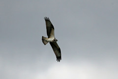 ミサゴ定番写真