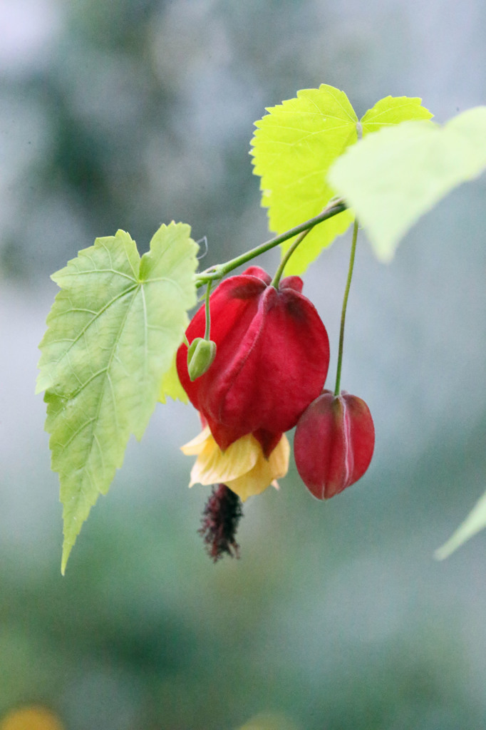赤ちゃんお姉さんお母さん