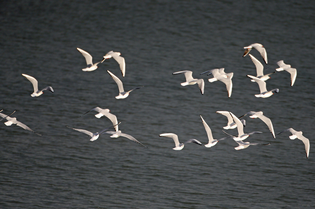 ユリカモメ飛ぶ