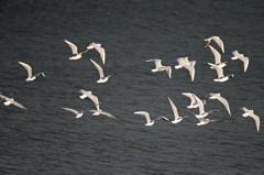 ユリカモメ飛ぶ