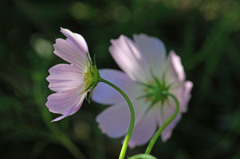 午後の日差しを浴びて