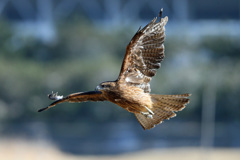 トビの飛び出しその6