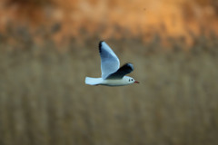 ユリカモメ流し撮り