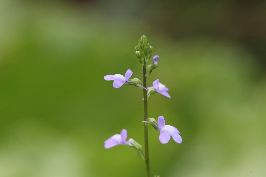 名前分かりました（マツバウンラン）です