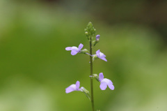 名前分かりました（マツバウンラン）です