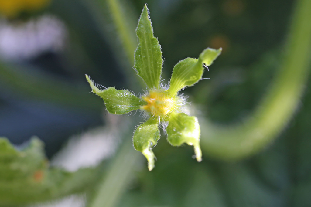 これから美になります