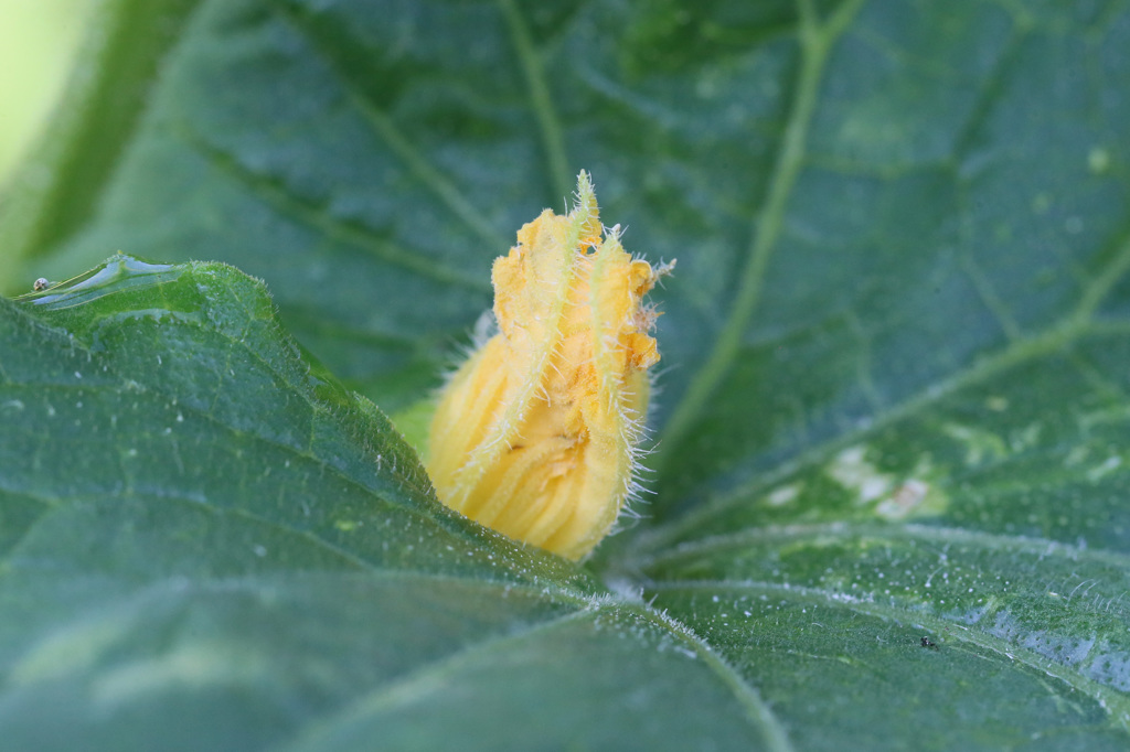 葉っぱの間から