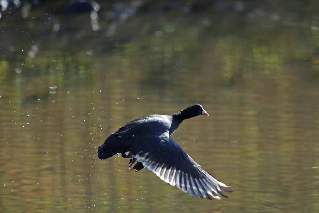 オオバンも飛ぶ