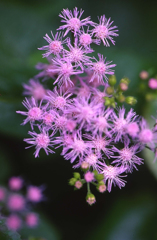 花の名前わかります?