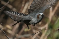 ヒヨドリ飛び出し