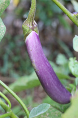 生で食べれるよ