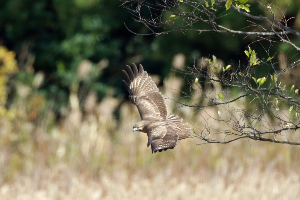 ノスリ飛び出し