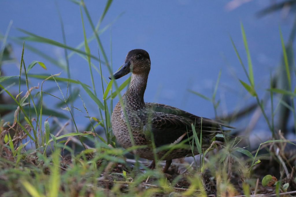 コガモシリーズ-3