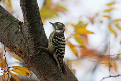 紅葉コゲラ