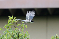 オナガドリ飛び出し