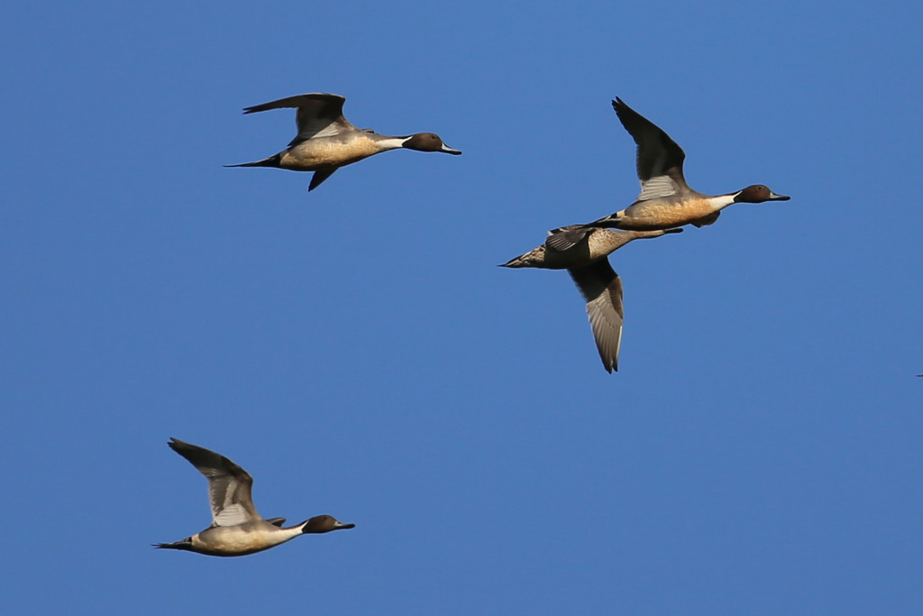 青空とオナガガモ