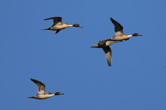 青空とオナガガモ