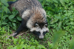 今日もポンタ発見