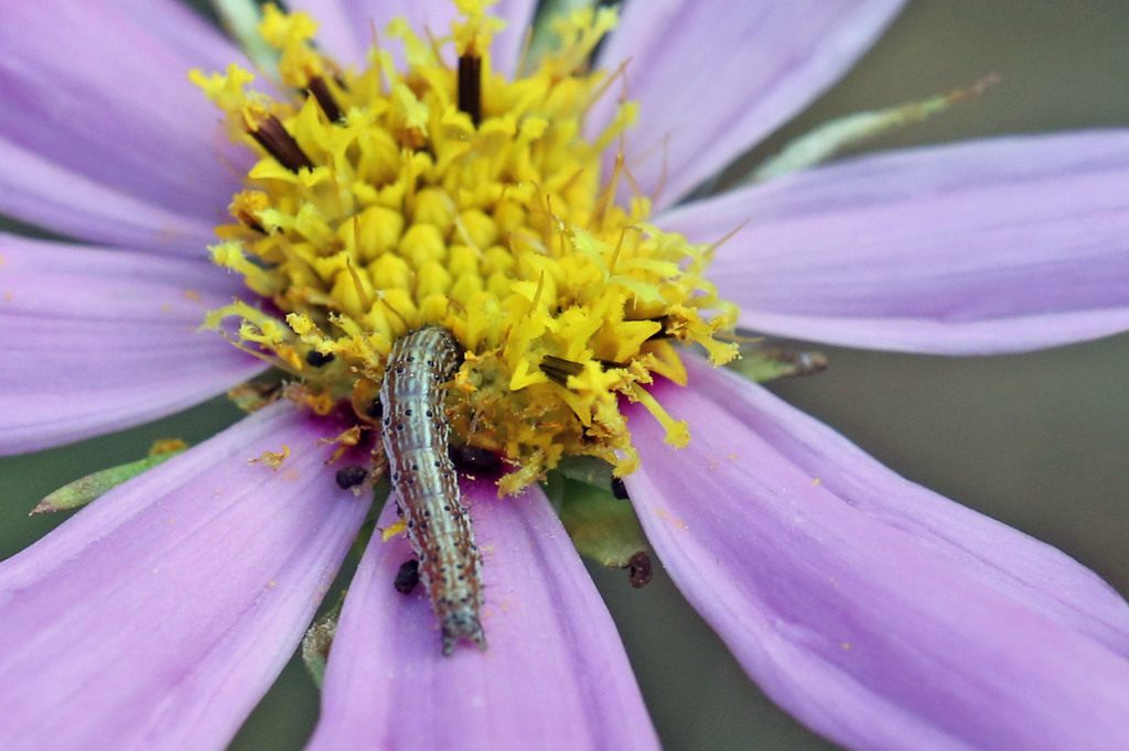 頭突っ込んでおります