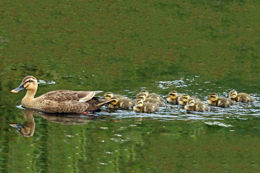 おかあさと一緒