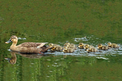 おかあさと一緒