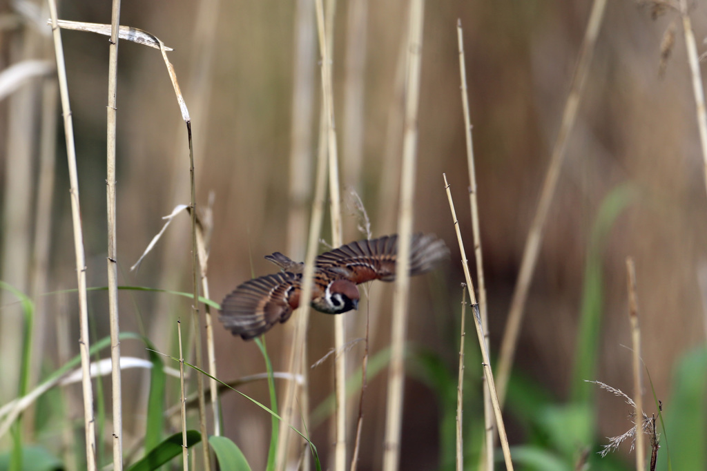 草にぶつかる～