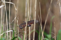草にぶつかる～