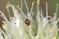 ネギボウズ人気