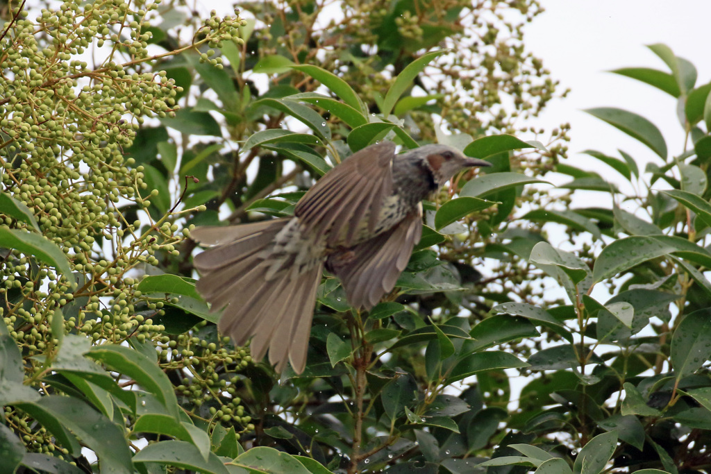 ヒヨドリ飛び出し-1