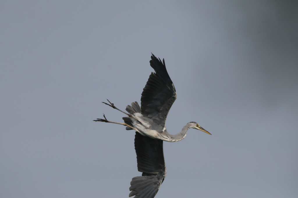カッコイイ急降下