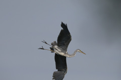 カッコイイ急降下