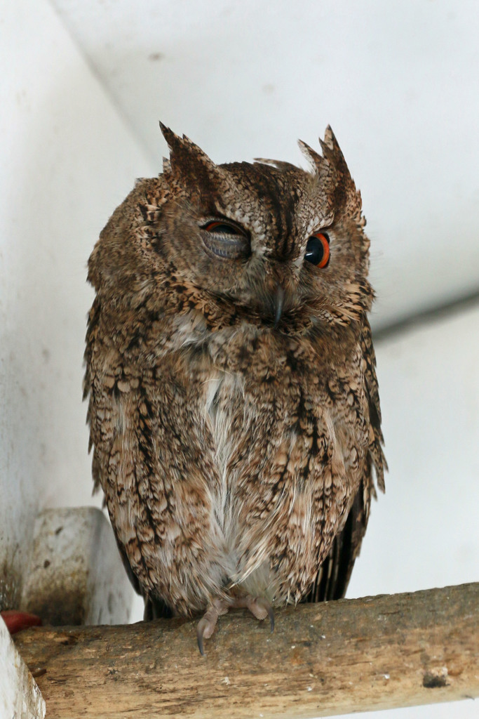オオコノハズクウインク
