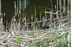 美味しいよ起きないの？