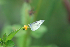 あら～蜜ないや