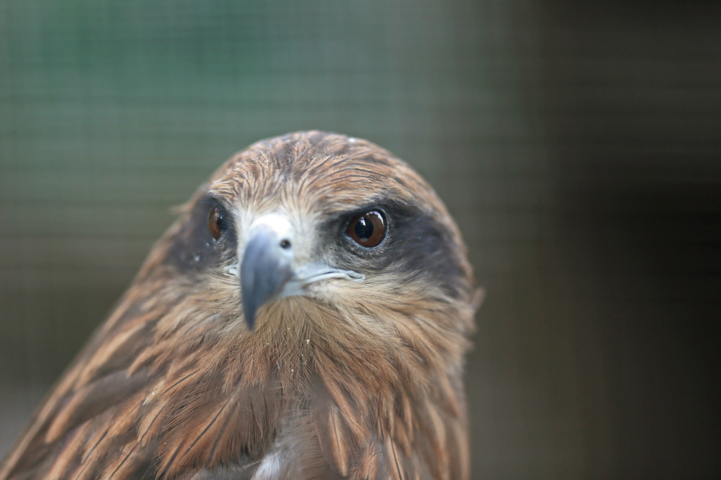 トビポートレート