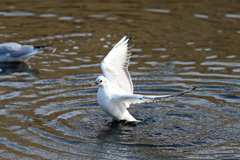 カモの真似する