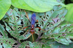 あなたはどなた-1