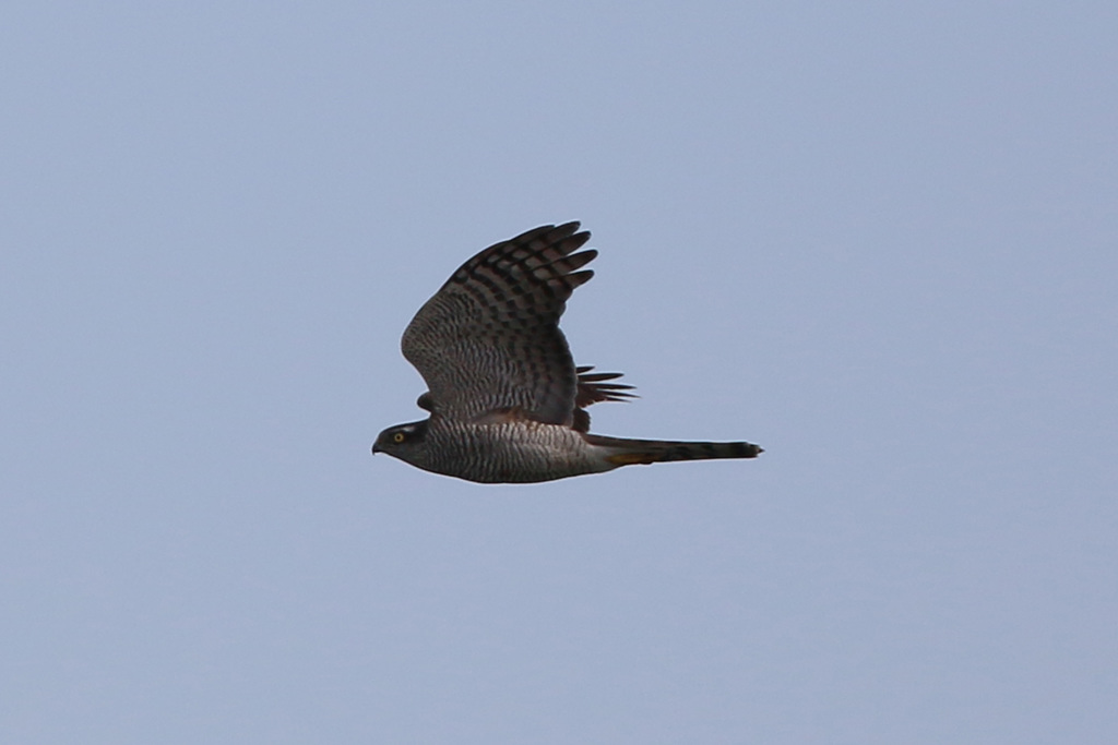 たぶんオオタカ