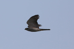 たぶんオオタカ