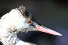 野鳥病院のイケメン-3