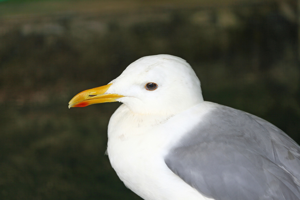 セグロカモメポートレート