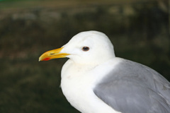 セグロカモメポートレート