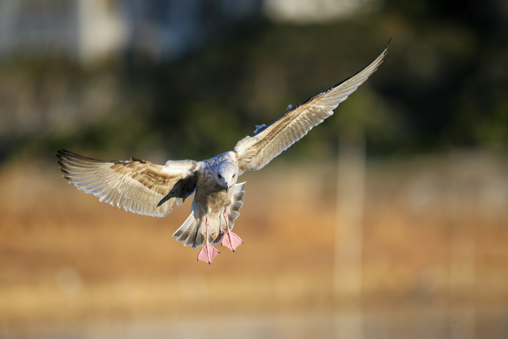 夕日を浴びたセグロカモメ幼鳥