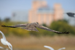 トビの飛び方-4