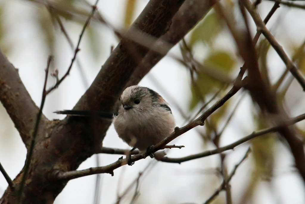 千葉エナガモデルポーズ