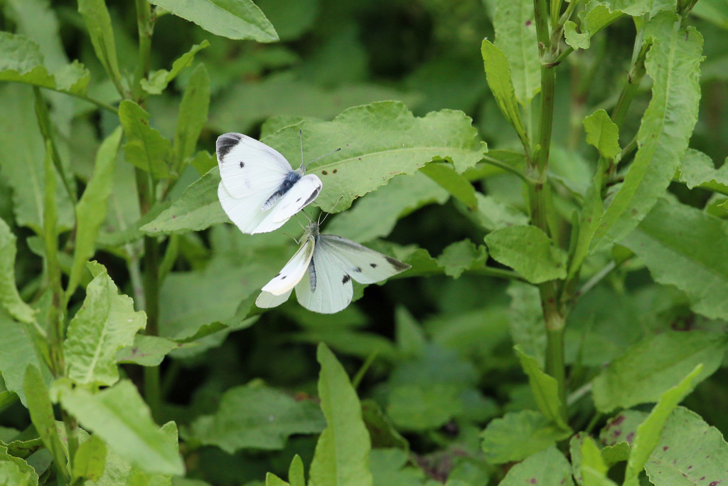チョウが舞う-1